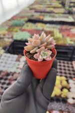 Graptopetalum Urla Pink
