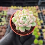 Echeveria prolifica Sukulent