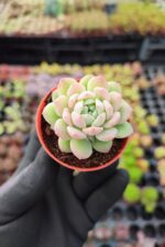 Echeveria prolifica Sukulent