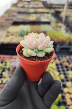 Echeveria prolifica Sukulent - Görsel 2