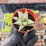 Haworthia Venosa