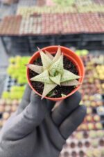Haworthia Venosa