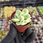 Cotyledon ladismithiensis variegata