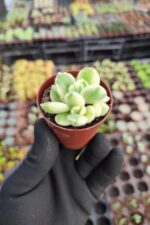 Cotyledon ladismithiensis variegata