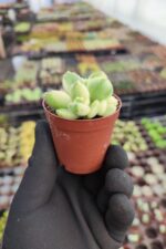 Cotyledon ladismithiensis variegata - Görsel 2
