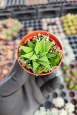 Haworthia Tortuosa - Görsel 2