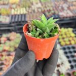 Haworthia Tortuosa