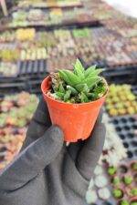 Haworthia Tortuosa