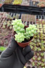 Sedum Burrito Sukulent - Görsel 2