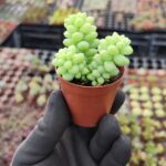 Sedum Burrito Sukulent