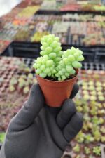 Sedum Burrito Sukulent