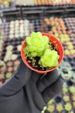 Haworthia Obtusa - Görsel 2