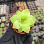Haworthia cymbiformis