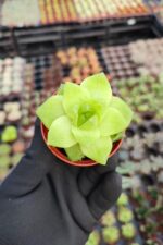 Haworthia cymbiformis