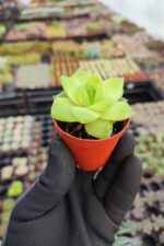 Haworthia cymbiformis - Görsel 2