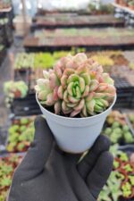 Echeveria Gilva Red - Görsel 2