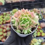 Echeveria Gilva Red