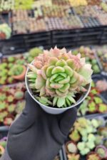 Echeveria Gilva Red