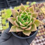 Echeveria Agavoides Aquamarine