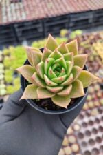 Echeveria Agavoides Aquamarine