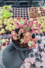 Echeveria pulvinata devotion