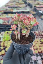 Echeveria pulvinata devotion - Görsel 2