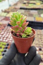 Sedum Joyce