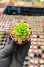 Sedum Joyce - Görsel 2
