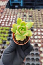 Sedum Adolphi Sukulent - Görsel 2