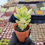 Sedum Adolphi Sukulent