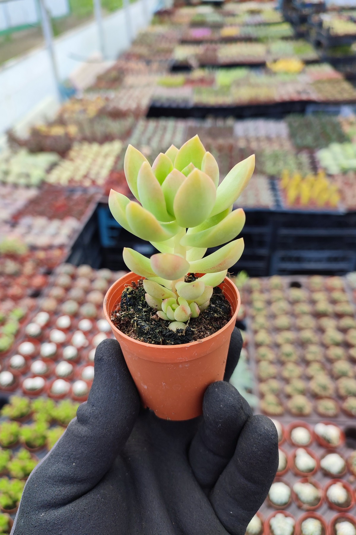 IMG_20260414_131715 Sedum Adolphi Sukulent - Görsel 1