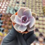 Echeveria Perle von Nürnberg Sukulent