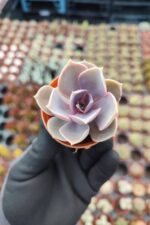 Echeveria Perle von Nürnberg Sukulent