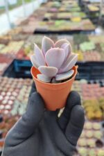 Echeveria Perle von Nürnberg Sukulent - Görsel 2