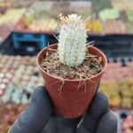 Euphorbia mammillaris variegata