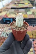 Euphorbia mammillaris variegata