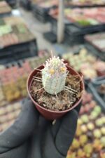 Euphorbia mammillaris variegata - Görsel 2