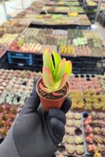Crassula Capitella Campfire Sukulent (Kamp Ateşi) - Görsel 2