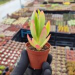 Crassula Capitella Campfire Sukulent (Kamp Ateşi)