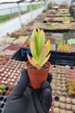 Crassula Capitella Campfire Sukulent (Kamp Ateşi)