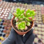 Sedum Lucidum Obesum