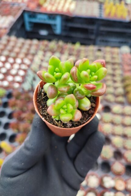 Sedum Lucidum Obesum