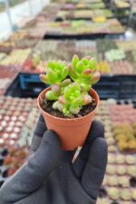 Sedum Lucidum Obesum - Görsel 2