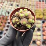 Monanthes polyphylla Sukulent