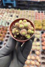 Monanthes polyphylla Sukulent