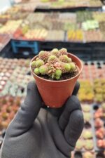 Monanthes polyphylla Sukulent - Görsel 2