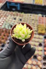 Sedeveria hummelii - Görsel 2