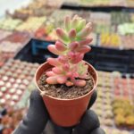 Sedum Rubrotinctum aurora