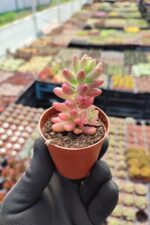 Sedum Rubrotinctum aurora