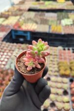 Sedum Rubrotinctum aurora - Görsel 2